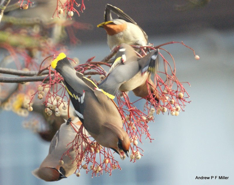 Waxwing