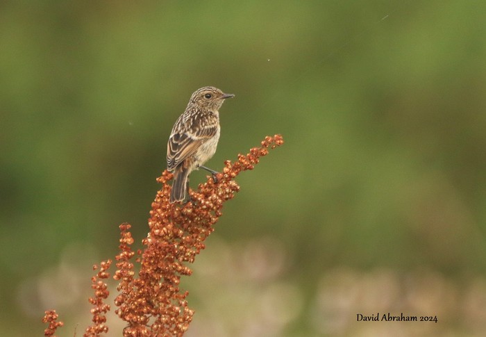 Stonechat 