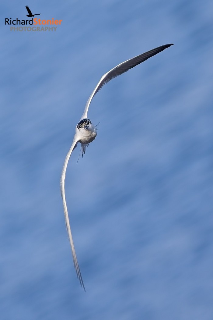 Gull-billed Tern