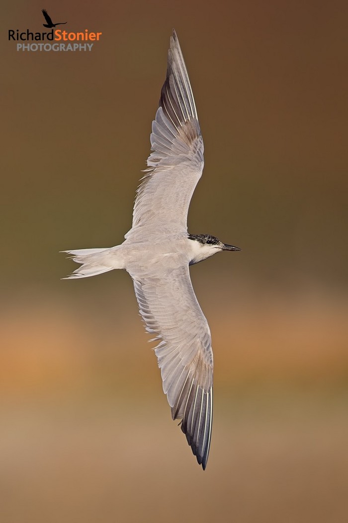 Gull-billed Tern