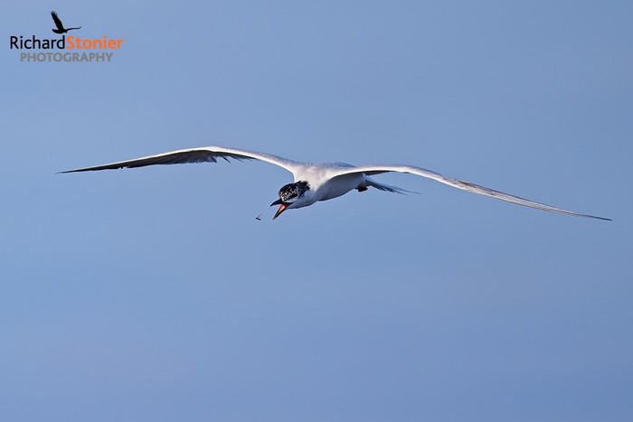 Gull-billed Tern
