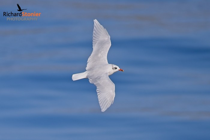 Mediterranean Gull