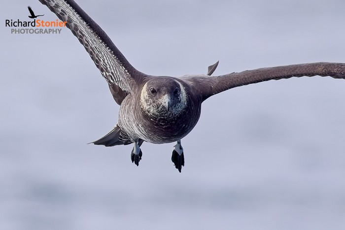 Pomarine Skua