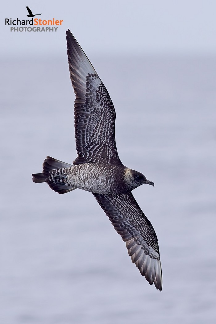 Pomarine Skua