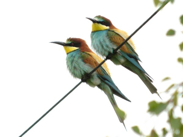 Bee-eater
