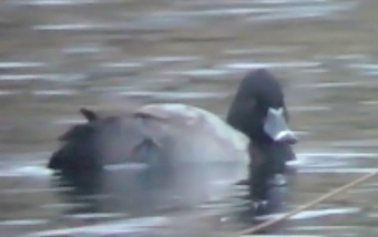 Ring-necked Duck