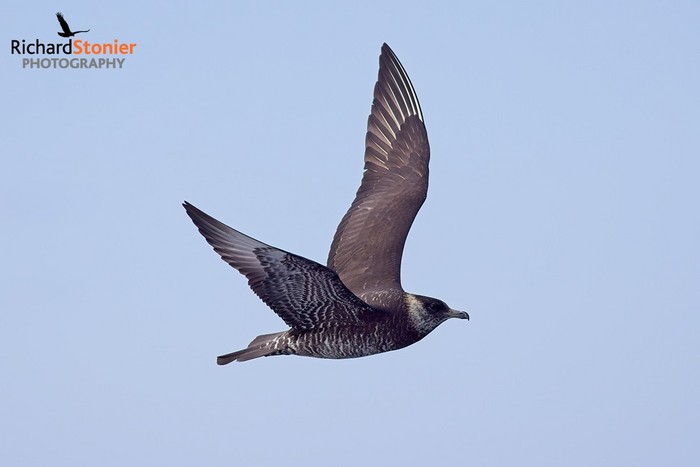 Pomarine Skua