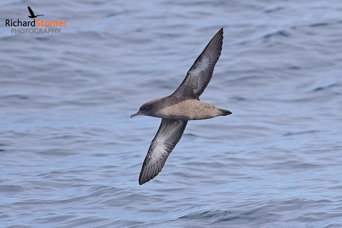 Sooty Shearwater