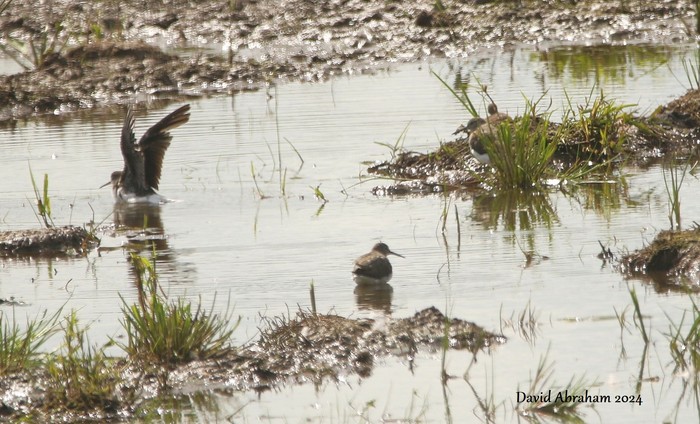 Green Sandpiper 