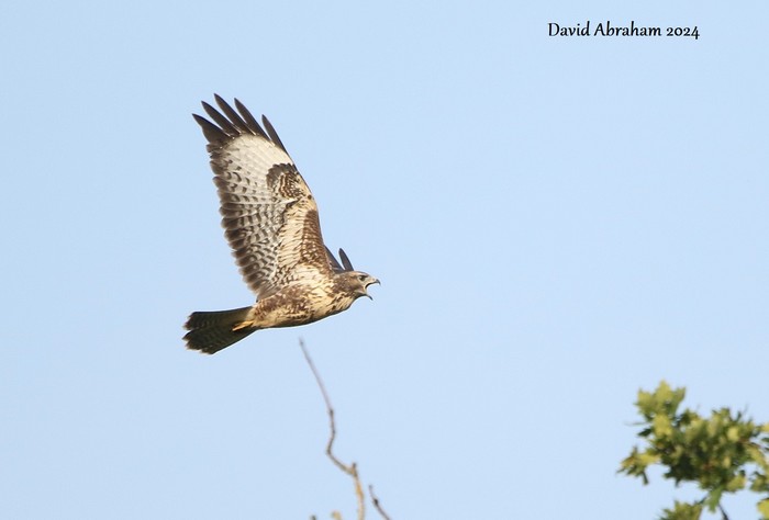 Buzzard