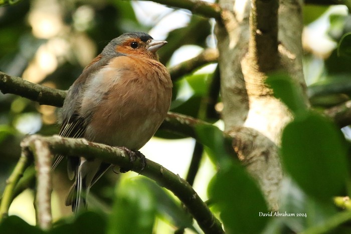Chaffinch 