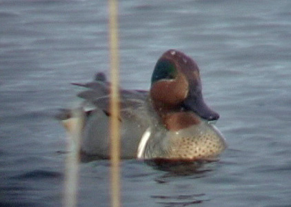 Green-winged Teal