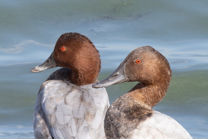 Canvasback