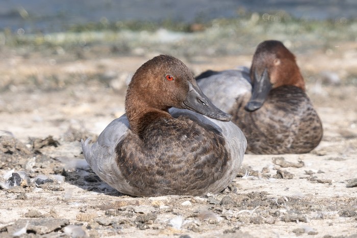 Canvasback