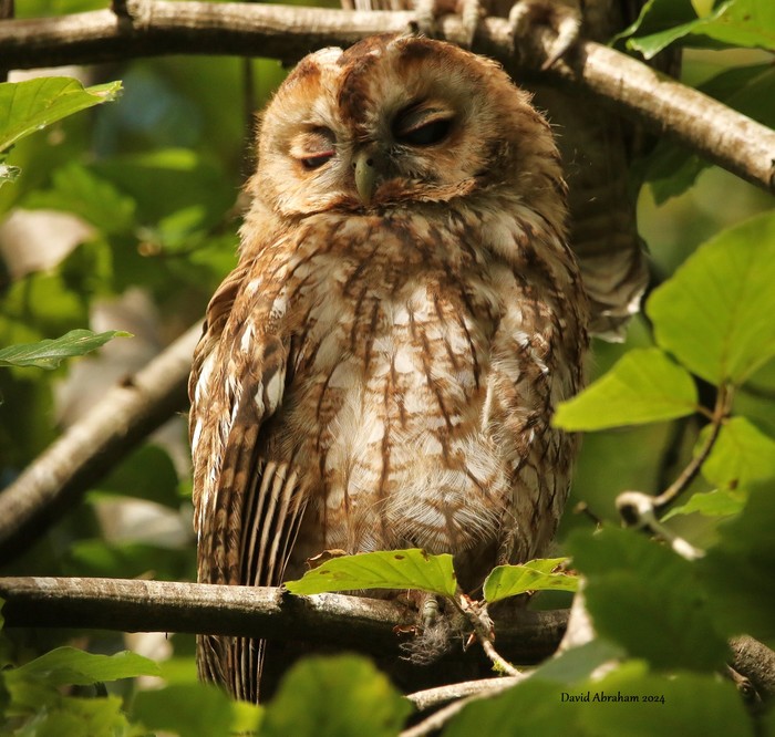 Tawny Owl 