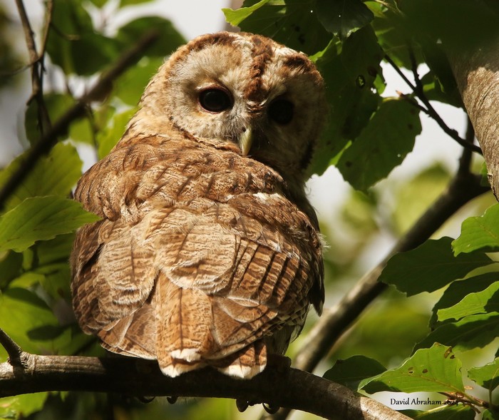 Tawny Owl 
