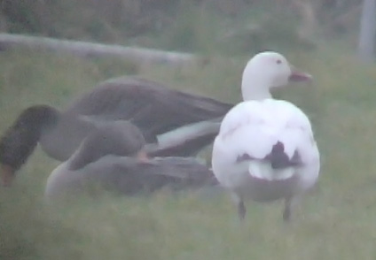 Snow Goose