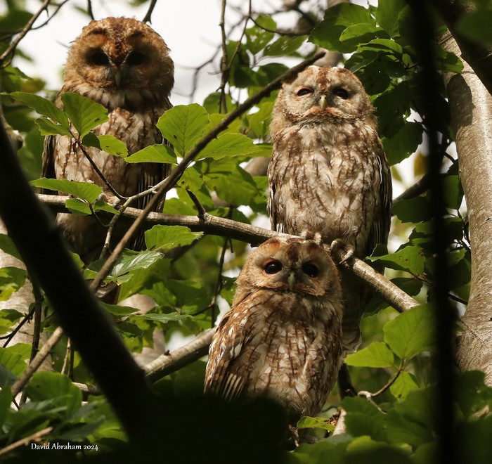 Tawny Owl 