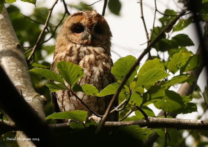 Tawny Owl 