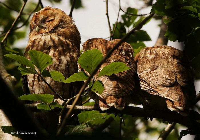 Tawny Owl 