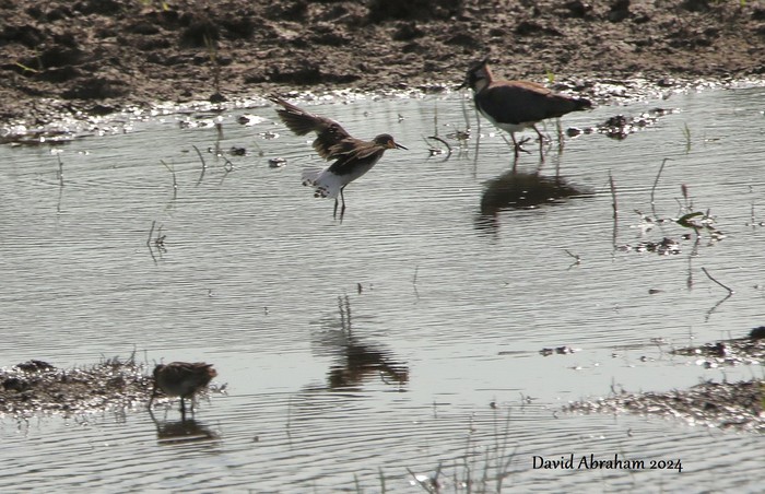 Green Sandpiper 