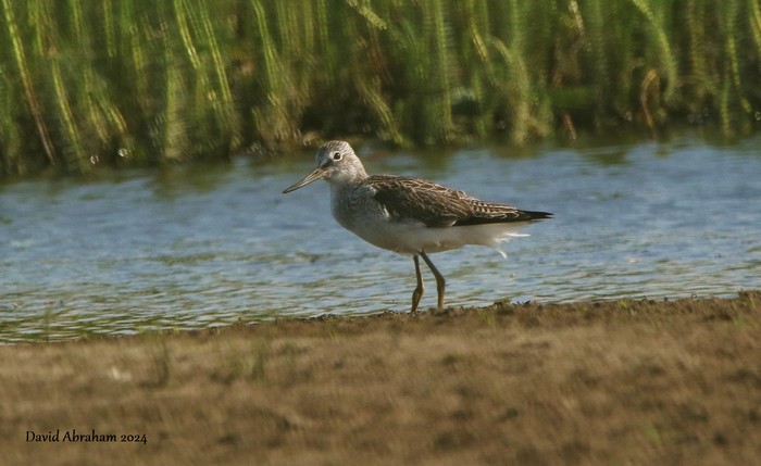 Greenshank
