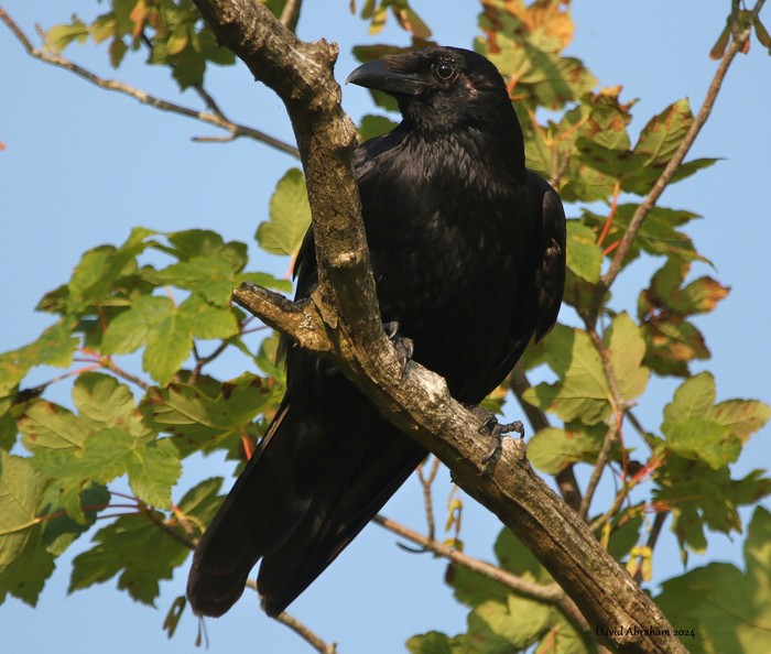 Carrion Crow 