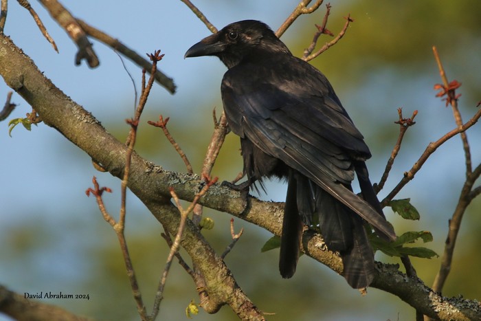Carrion Crow 