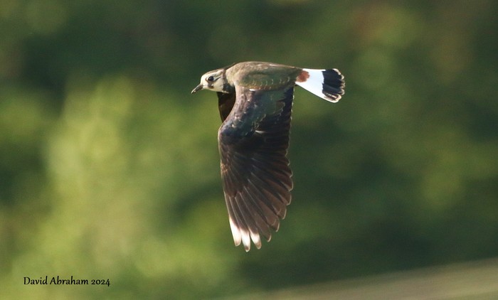 Lapwing