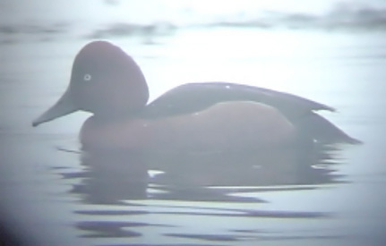 Ferruginous Duck