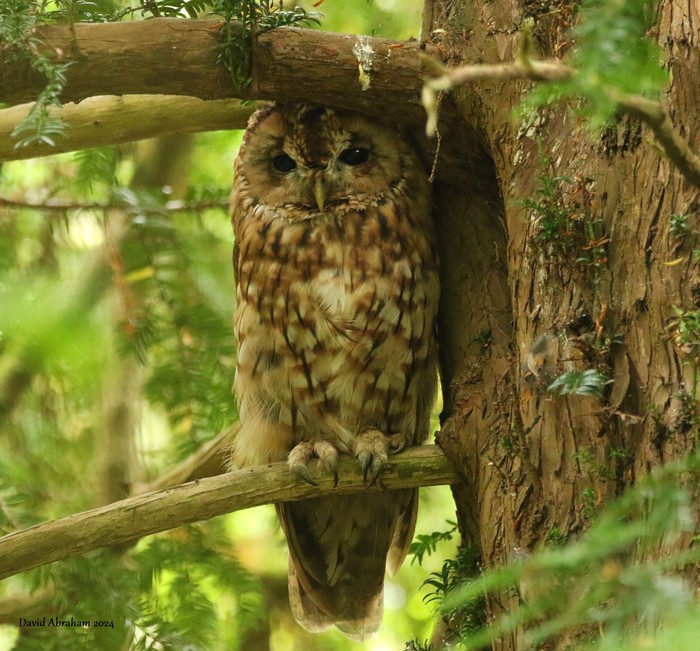 Tawny Owl 