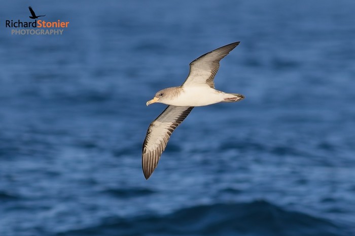 Cory's Shearwater