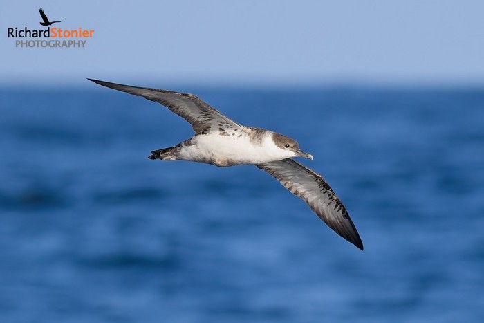 Great Shearwater