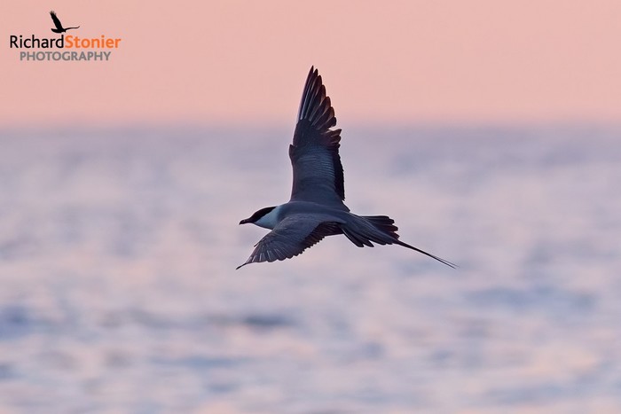 Long-tailed Skua