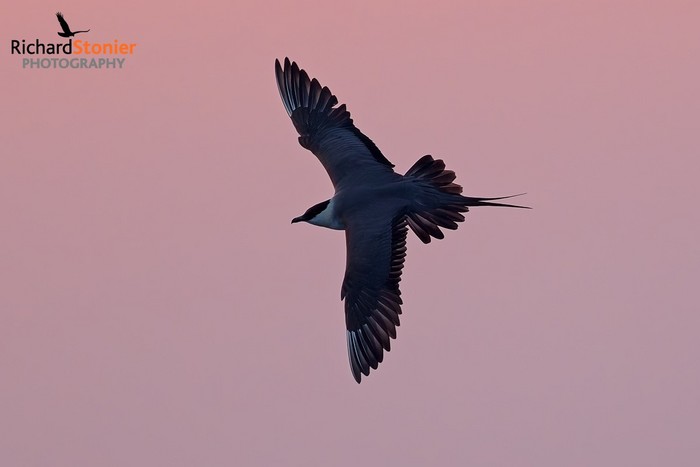 Long-tailed Skua
