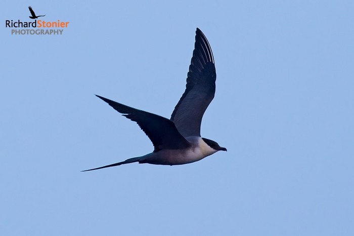 Long-tailed Skua