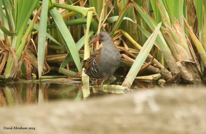 Water Rail 