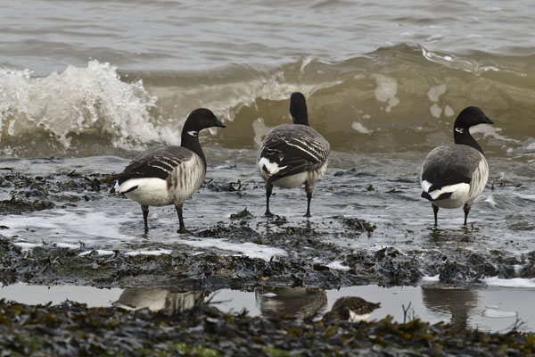 Brent Goose