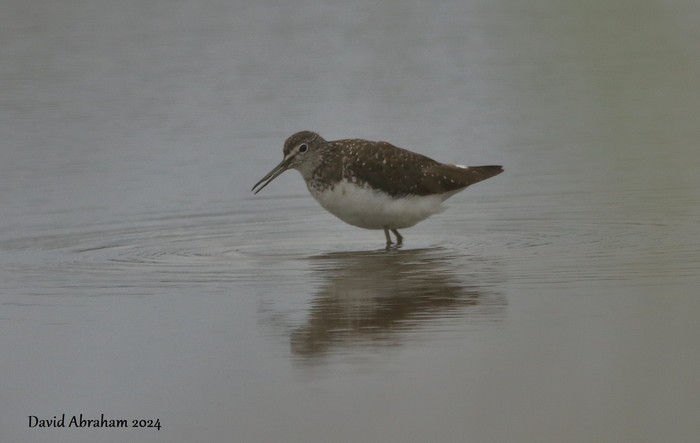 Green Sandpiper 