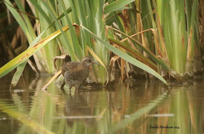 Water Rail 