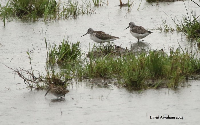 Greenshank 