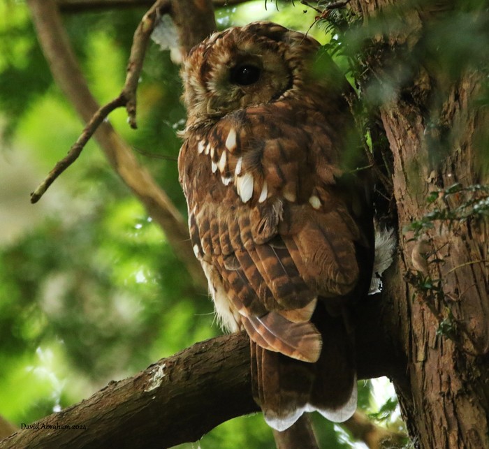 Tawny Owl 