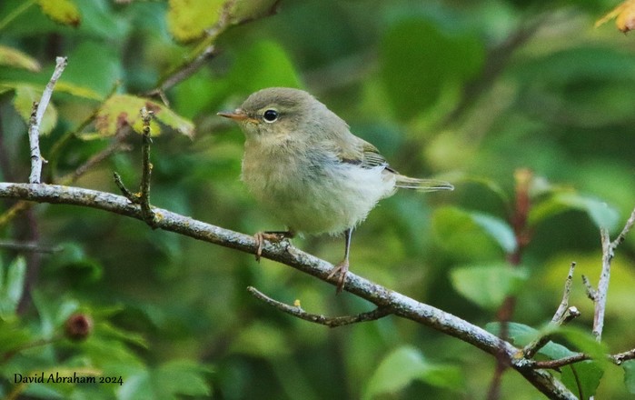 Chiffchaff 