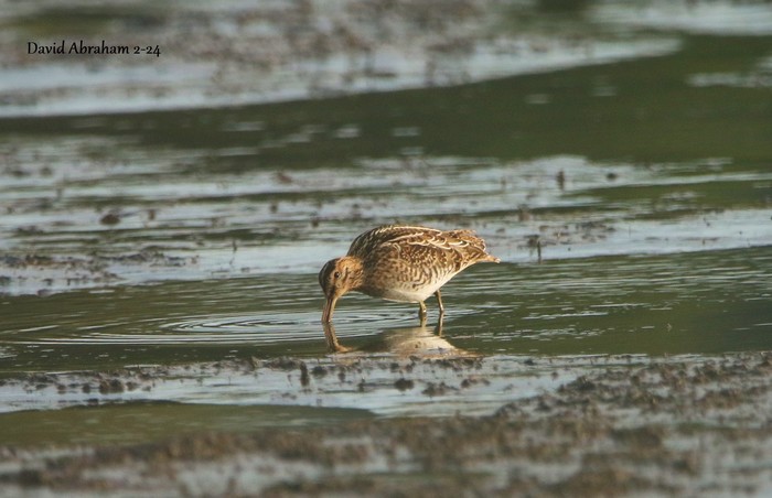 Snipe 
