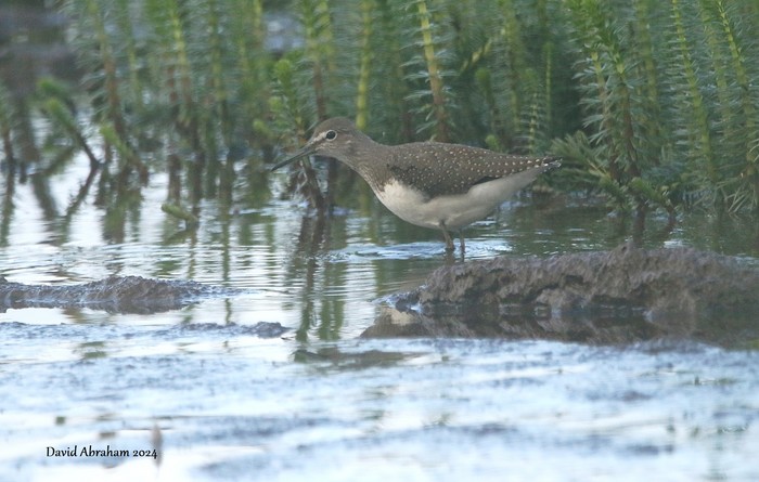 Green Sandpiper 