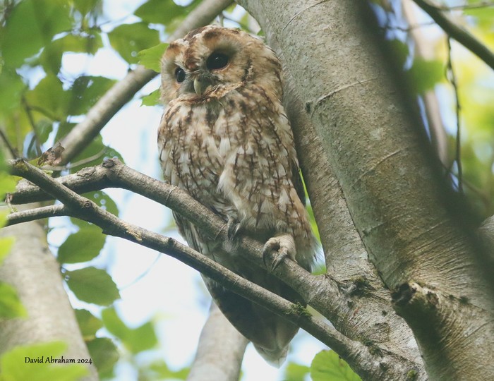 Tawny Owl 
