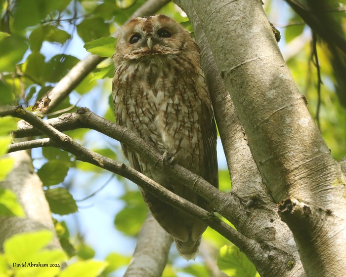 Tawny Owl 