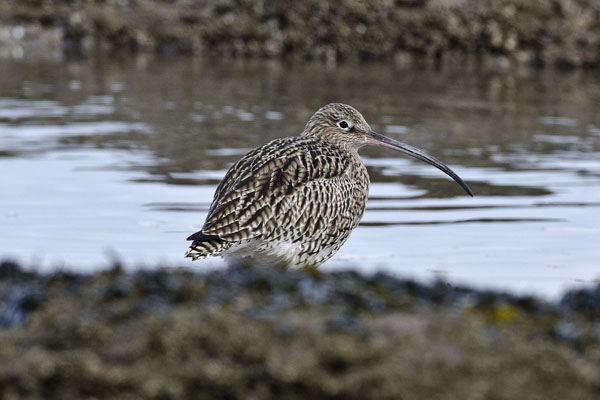 Curlew