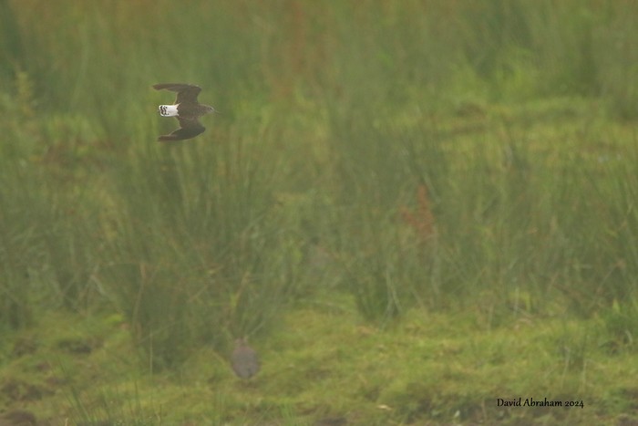 Green Sandpiper 