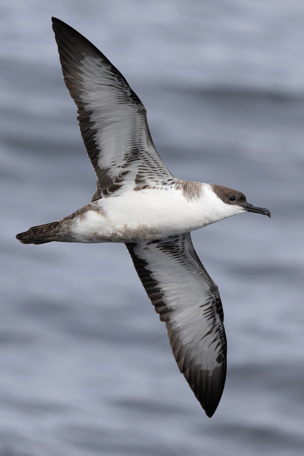 Great Shearwater